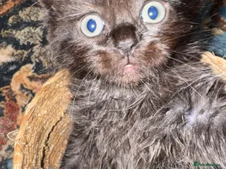 British Shorthair cats British Shorthair kittens not ready for pickup ye - Advert 1