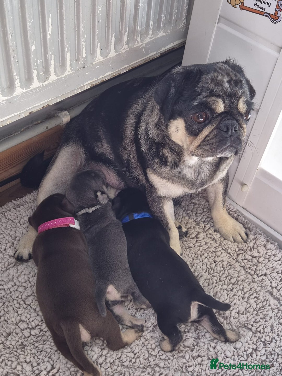 Pug dogs for sale: 2 KC Pug puppies available from a litter of 3. - Image 15
