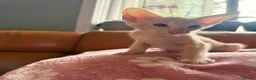 Oriental cats for sale: Beautiful Siamese & Oriental Kittens  - Advert 26