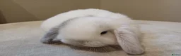 Mini Lop rabbits for sale: Adorable mini lop baby bunnies - Advert 9
