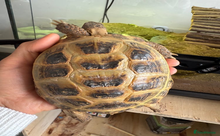 Tortoise reptiles - Advert 1