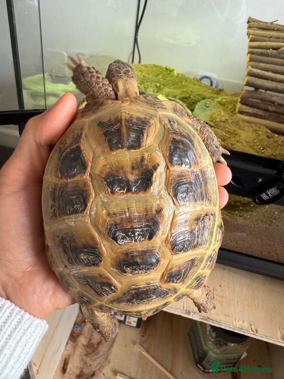 Tortoise reptiles for sale: Horsefield Russian Tortoise  - Image 1