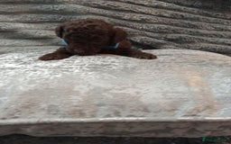 Jackapoo dogs for sale: Beautiful Jackapoos puppies - Advert 28