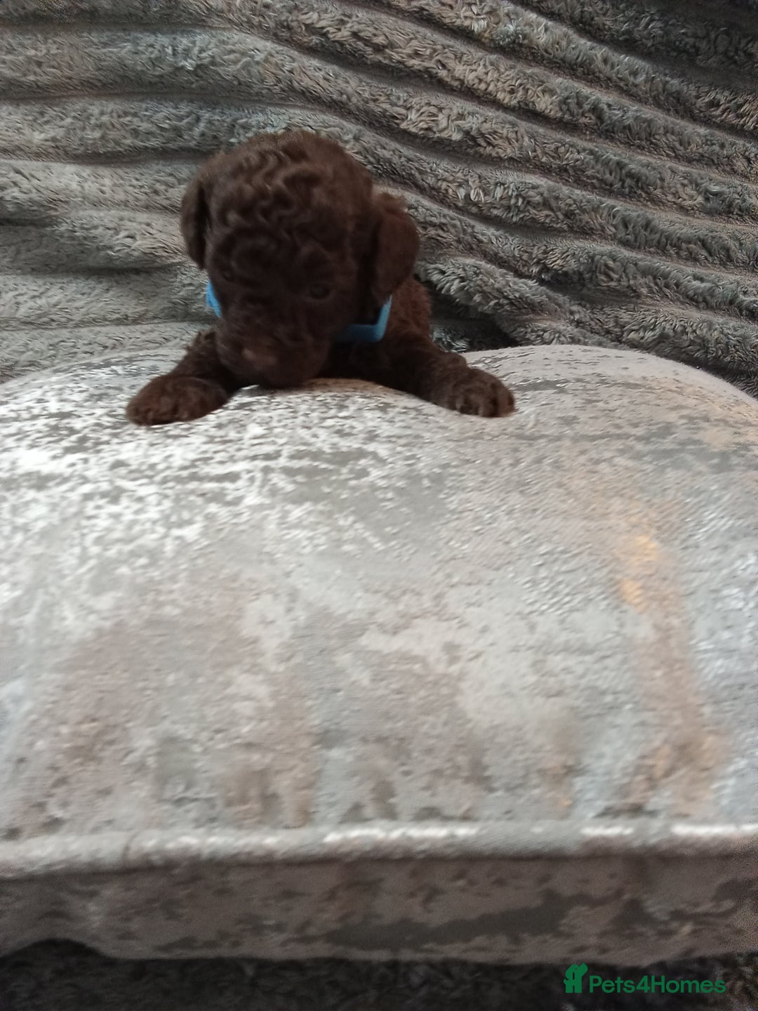 Jackapoo dogs for sale: Beautiful Jackapoos puppies - Advert 28