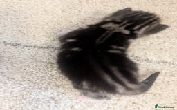 Mixed Breed cats for sale: 2 Sisters 1 Tabby and 1 Tuxedo Persian Mix - Image 28