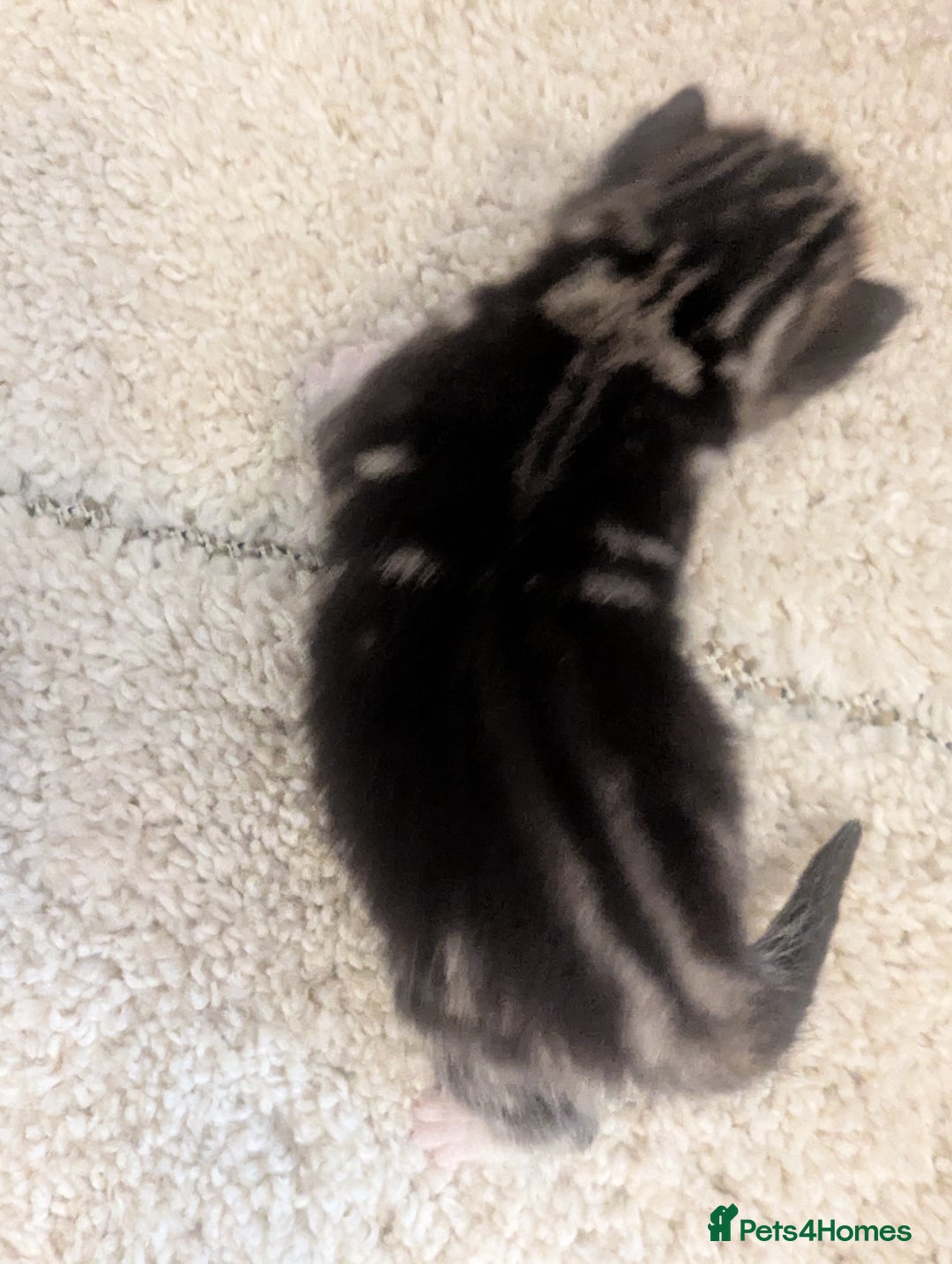 Mixed Breed cats for sale: 2 Sisters 1 Tabby and 1 Tuxedo Persian Mix - Image 28