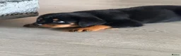 Rottweiler dogs for sale: Rottweiler 5 month old male called Titan  in Bath - Advert 8