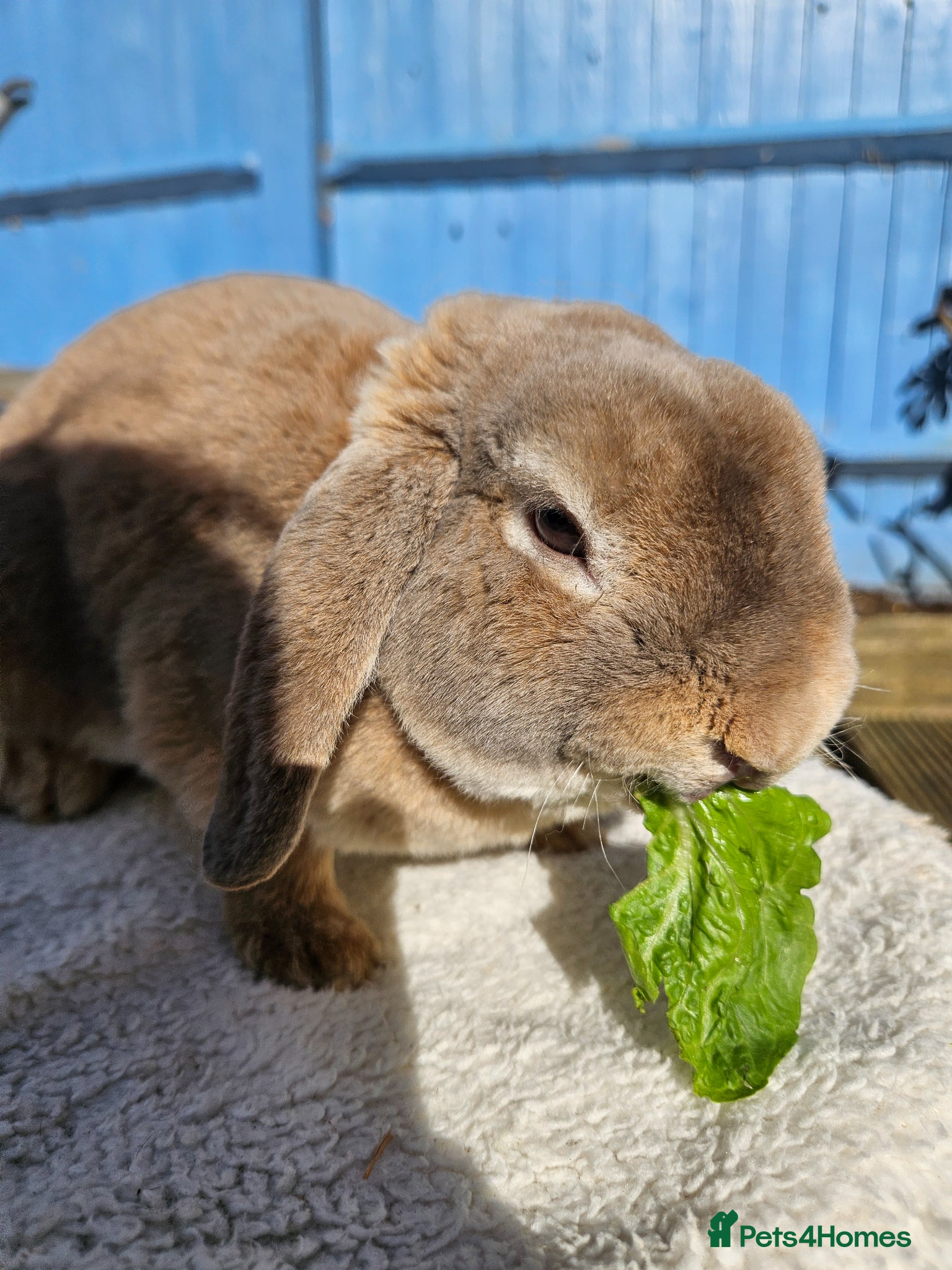 Mini Lop rabbits Transport 7th june Blue Fox Mini Plush Lop Buck - Advert 2