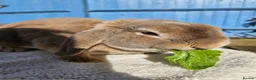 Mini Lop rabbits for sale: Blue Fox Mini Plush Lop Buck - Advert 6