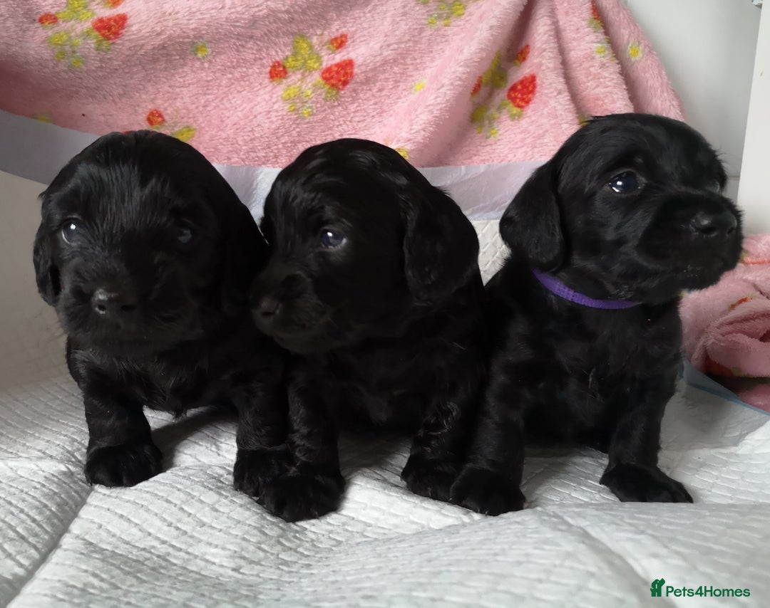 Mixed Breed dogs for sale: Doxiepoo =dachshund x poodle - Advert 1