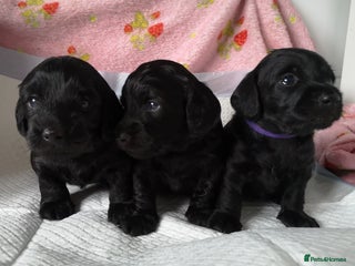 Mixed Breed dogs Doxiepoo =dachshund x poodle - Advert 9