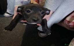 Mixed Breed dogs for sale: Staffyxjackrussell pups - Image 8