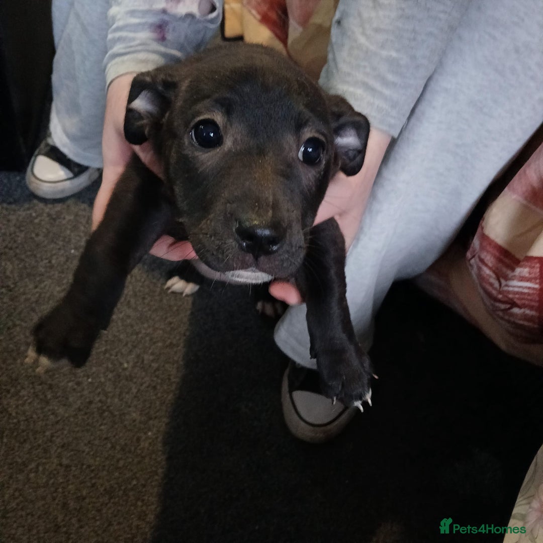 Mixed Breed dogs for sale: Staffyxjackrussell pups - Image 8