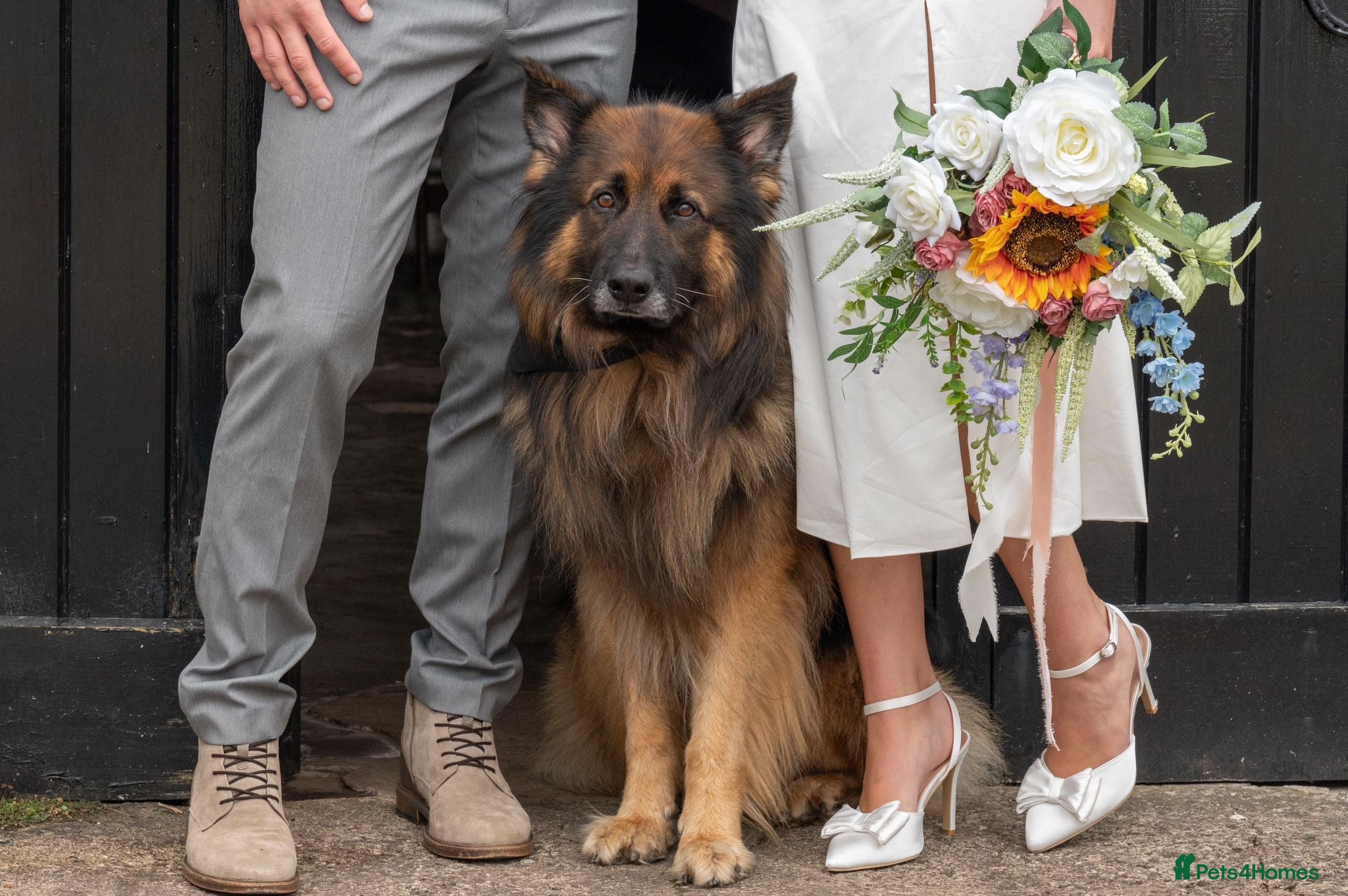 German Shepherd dogs Fantastic KC full breed stud in Rochdale - Advert 10