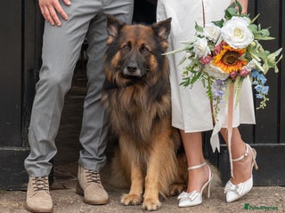 German Shepherd dogs in Rochdale - Advert 23