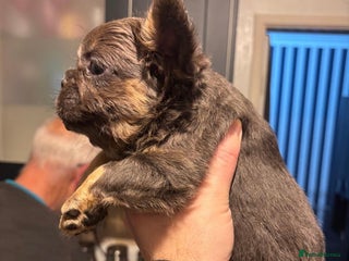 French Bulldog dogs Blue and Tan Fluffy French Bulldog - Advert 1