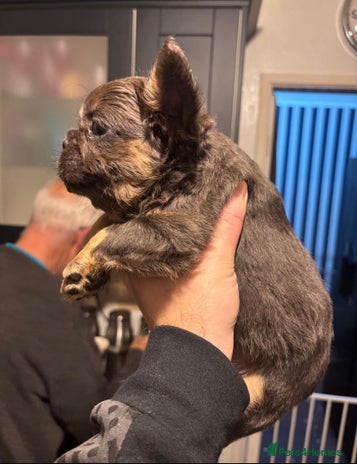 French Bulldog dogs Blue and Tan Fluffy French Bulldog - Advert 6