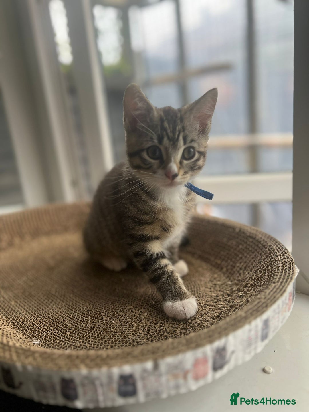 Ragcoon cats for sale: 2 Male kittens looking for forever homes  - Image 2