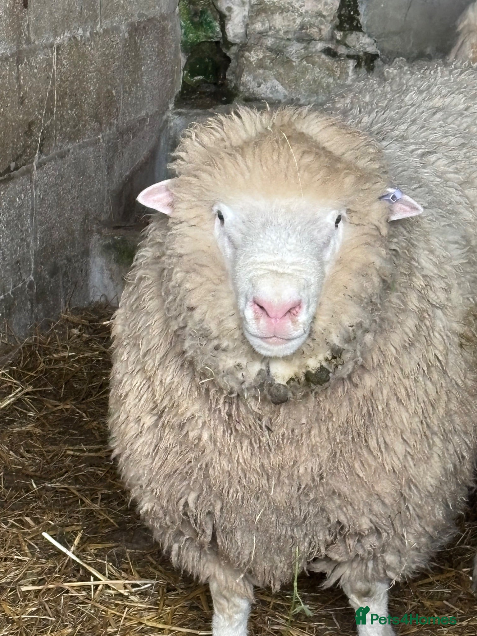 Sheep livestock Dorset and Border Leicester Shearling Rams - Advert 7