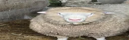 Sheep livestock for sale: Dorset and Border Leicester Shearling Rams - Advert 1