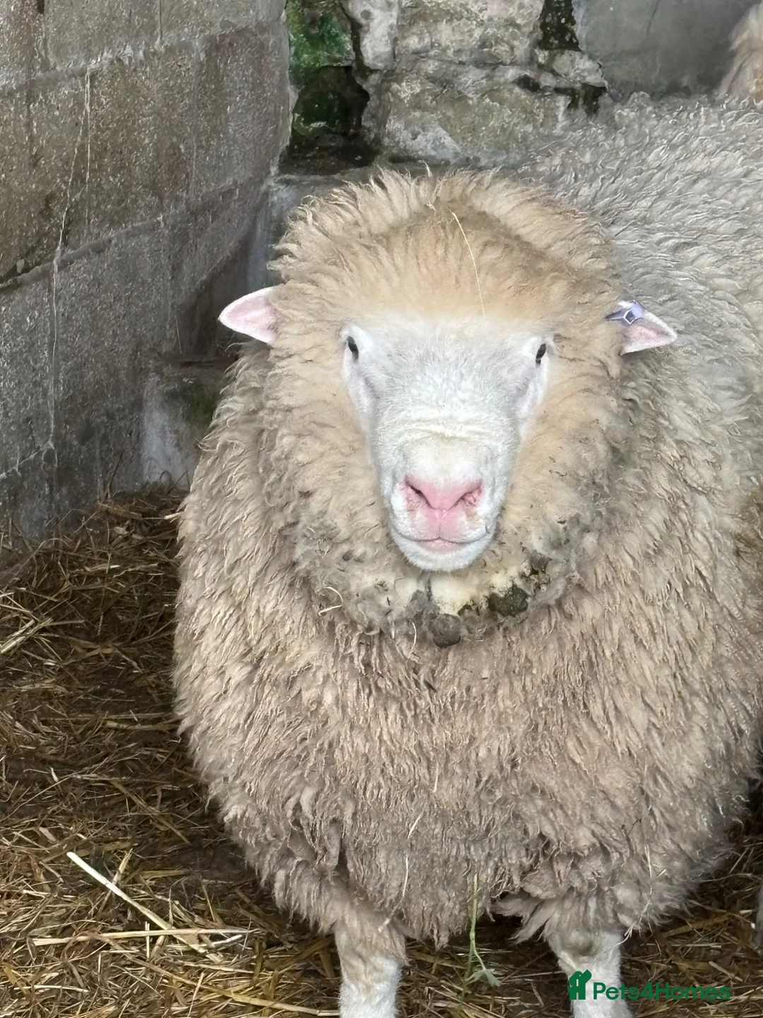 Sheep livestock for sale: Dorset and Border Leicester Shearling Rams - Advert 1