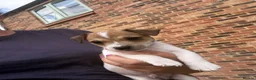 Jack Russell dogs for sale: Jack Russell Boys  in York - Advert 5