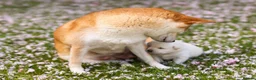 Japanese Shiba Inu dogs for sale: Kiba the Shiba  in Salford - Advert 2