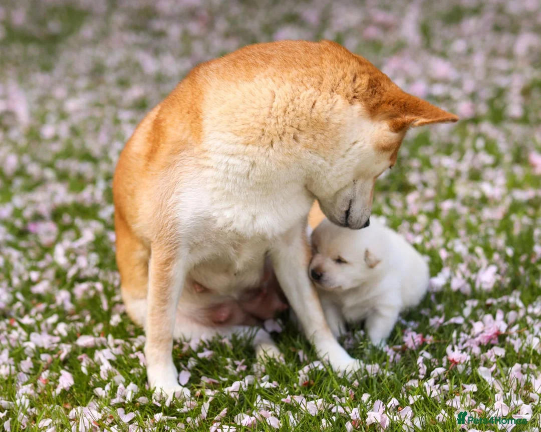 Japanese Shiba Inu dogs for sale: Kiba the Shiba  in Salford - Advert 2