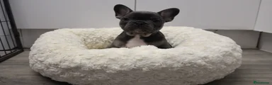 French Bulldog Puppy 1