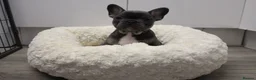 French Bulldog dogs for sale: Stunning Frenchie pups  - Advert 17