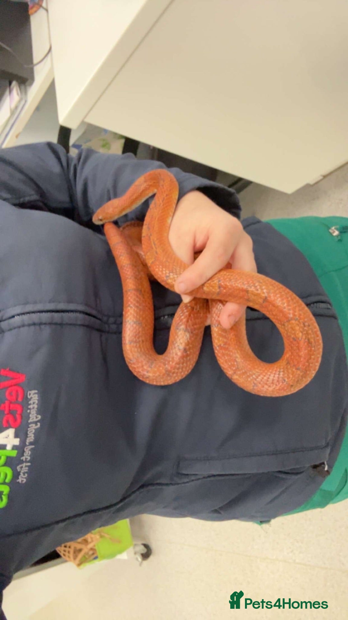 Corn Snake reptiles Male corn snake  - Advert 7