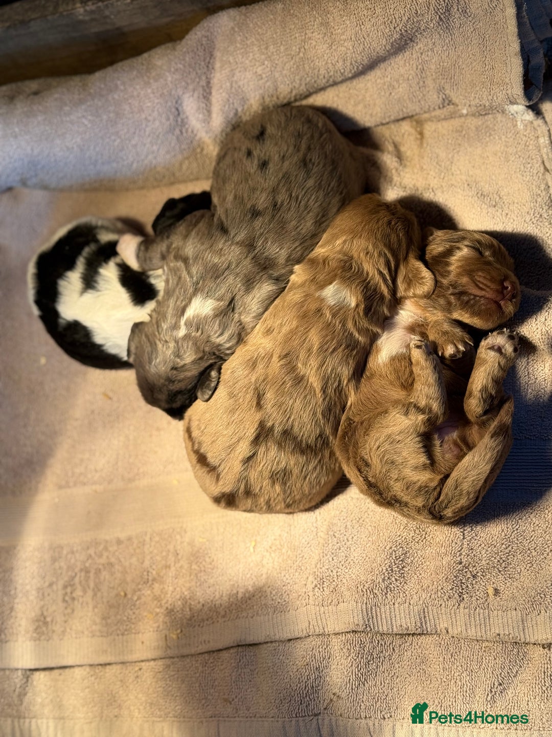 Cocker Spaniel dogs for sale: 4 cocker spaniel Merle pups - Image 4