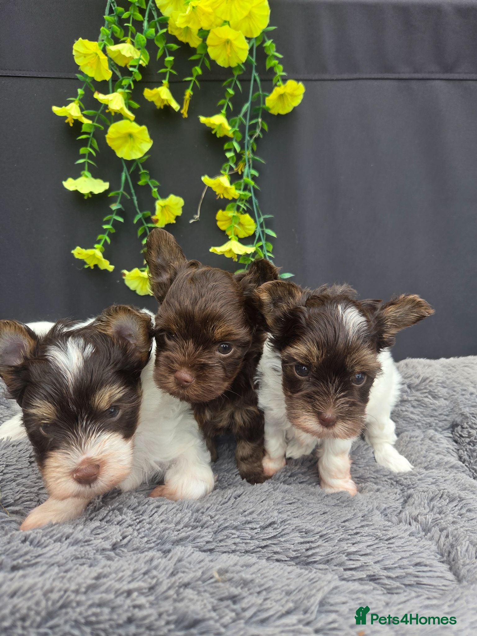 Yorkshire Terrier dogs Yorkshire terrier puppies - Advert 15