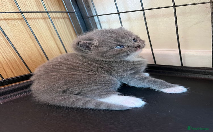British Shorthair cats - Advert 1