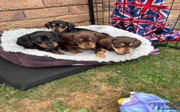 Miniature Dachshund dogs for sale: Miniature dachshund puppies  - Image 14