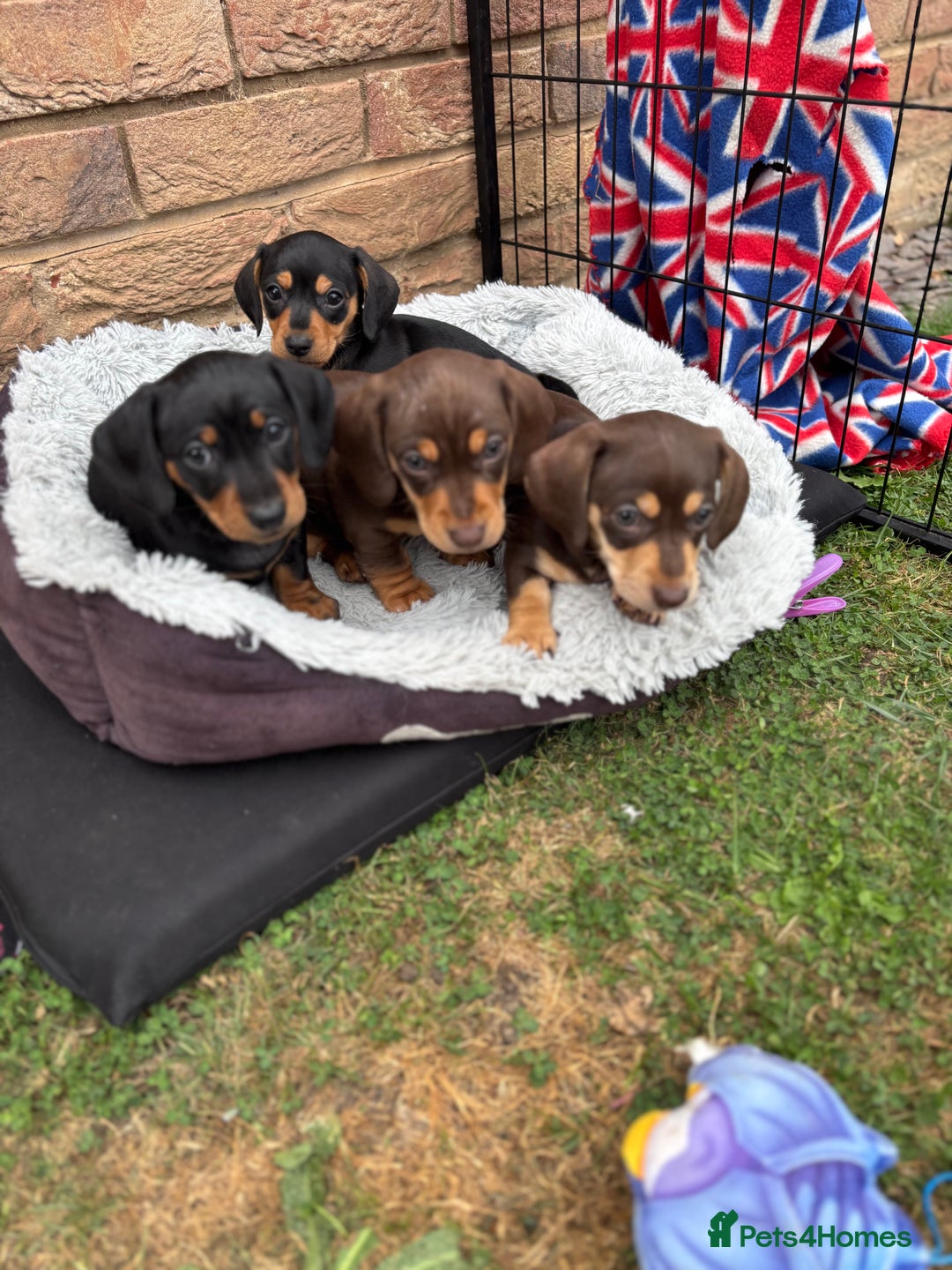 Miniature Dachshund dogs for sale: Miniature dachshund puppies  - Image 14