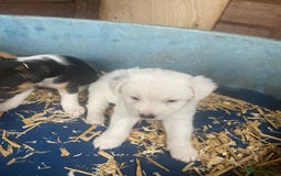Jack Russell dogs for sale: Jack Russell puppies - Image 1