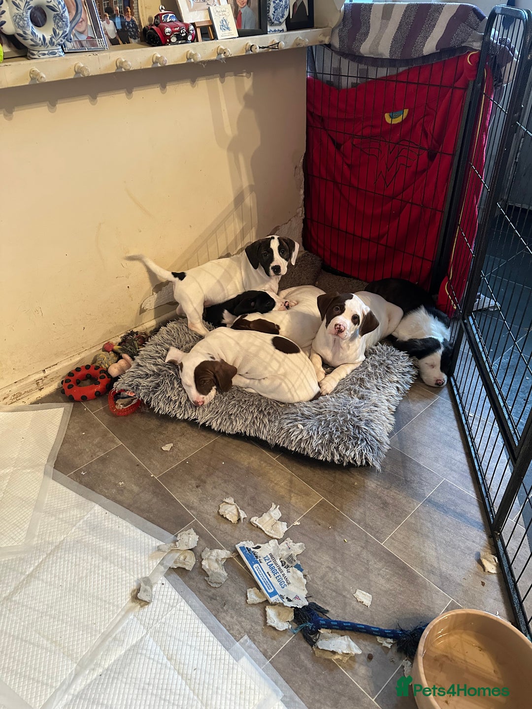 Mixed Breed dogs for sale: Surprise Litter - 5 puppies 2 girls 3 boys - Advert 8