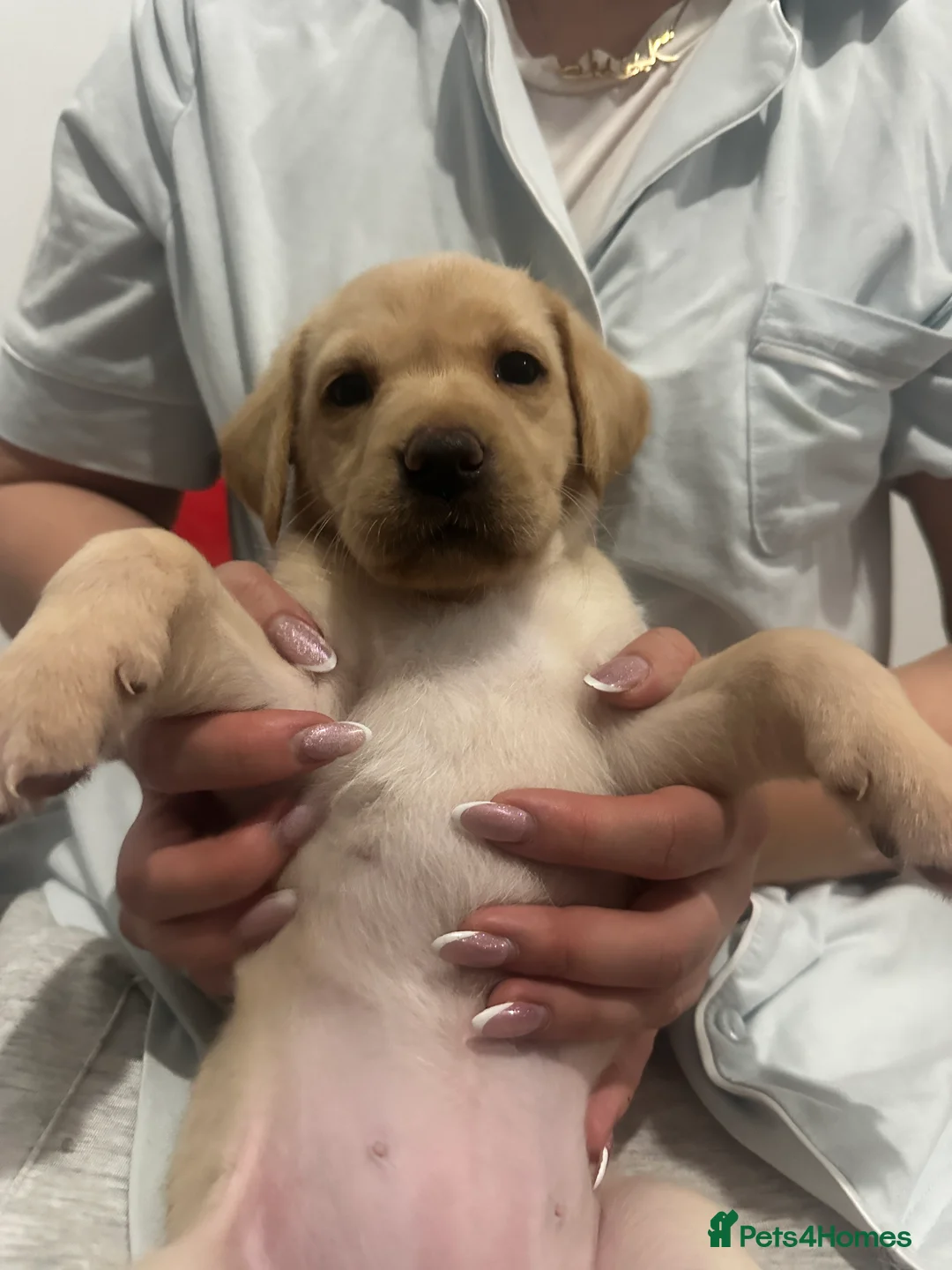 Labrador Retriever dogs for sale: 8 Adorable puppies looking for forever homes  - Advert 2