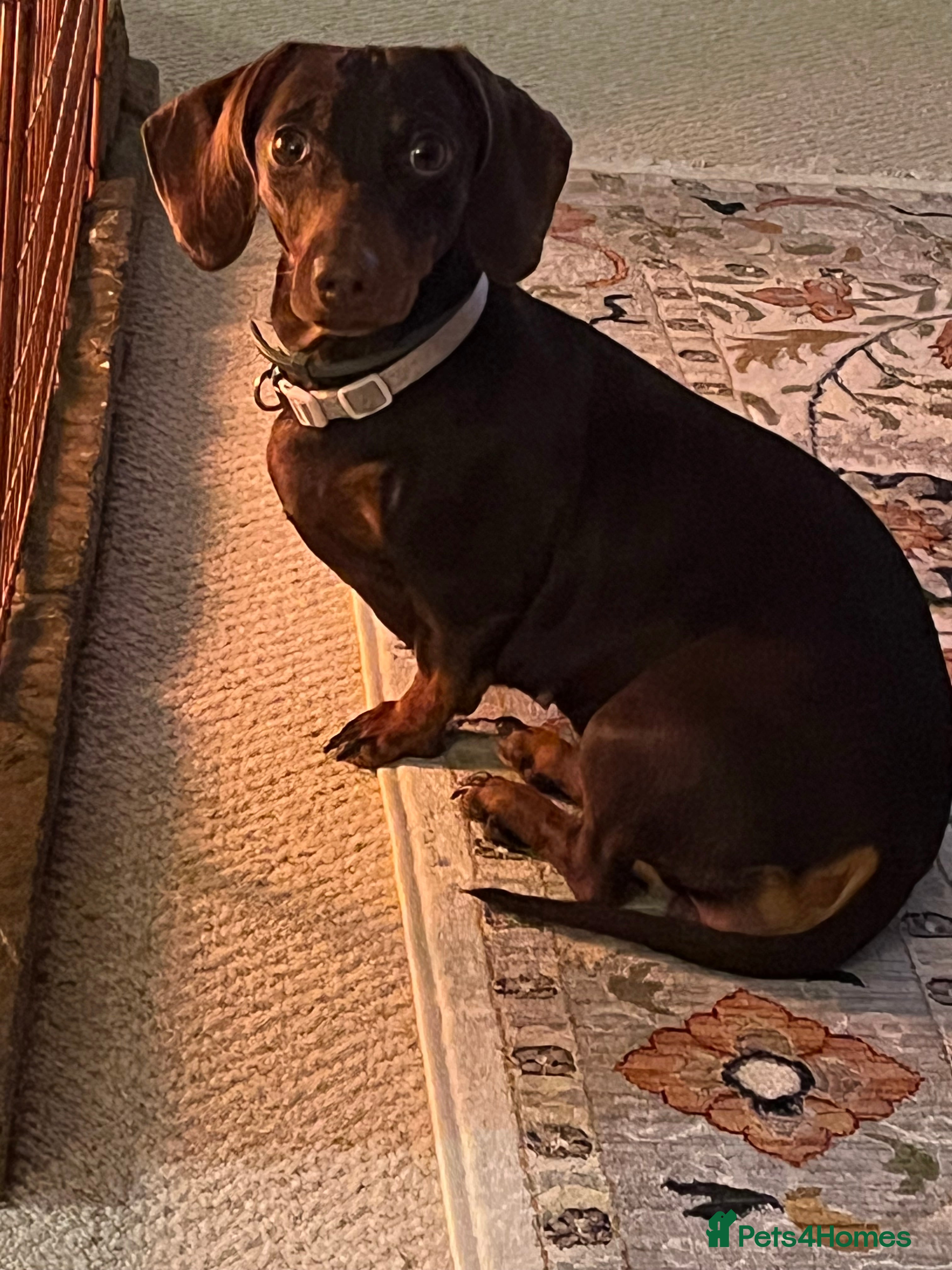 Miniature Dachshund dogs Four beautiful mini daushunds for sale - Advert 16