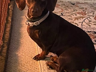 Miniature Dachshund dogs Four beautiful mini daushunds for sale - Advert 2