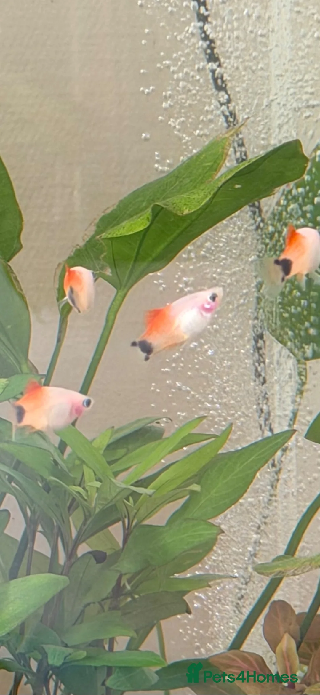 Platies fish for sale: Platy Adolescents  in Hemel Hempstead - Advert 1