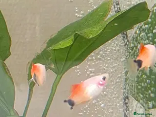 Platies fish Platy Adolescents - Advert 1