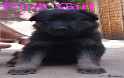 German Shepherd dogs for sale: Beautiful Chunky German Shepherd Puppies - Image 2