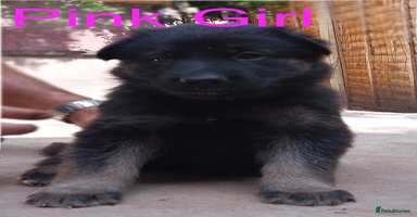 German Shepherd dogs - Advert 7