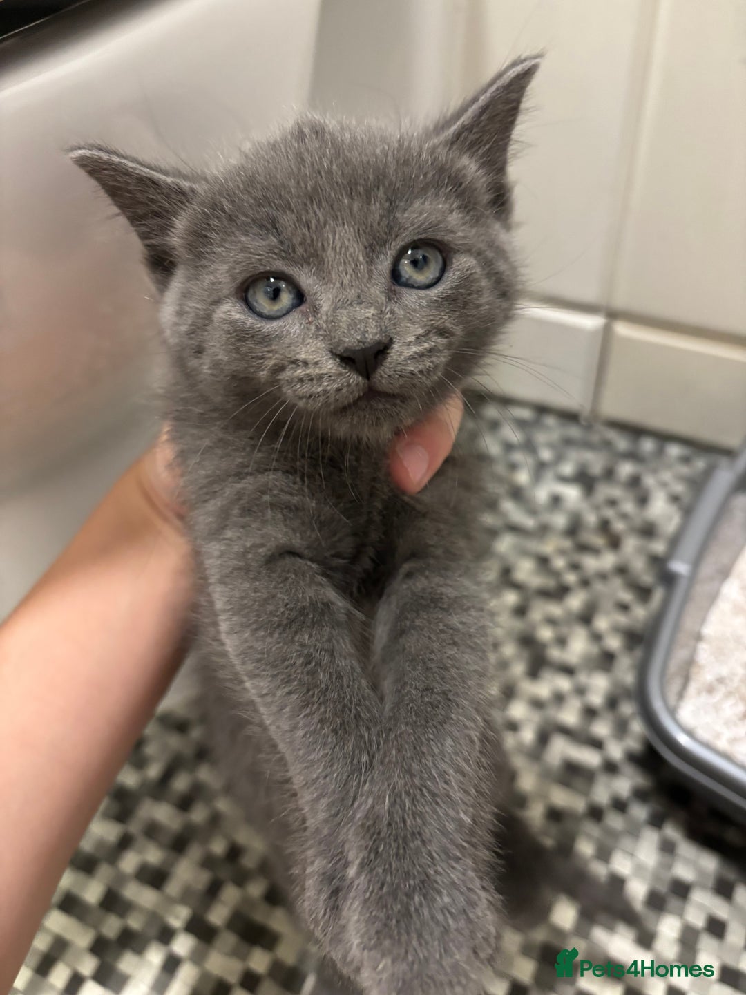 Mixed Breed cats for sale: Kittens for sale - Advert 3