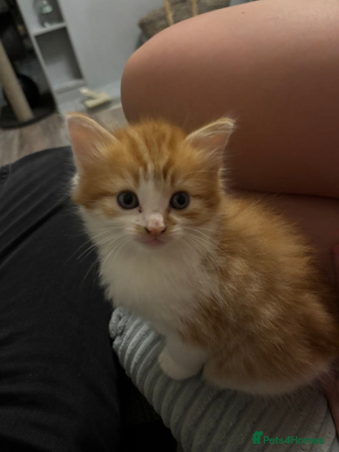 Domestic Shorthair cats for sale: Beautiful kittens  - Image 5