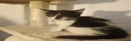 Mixed Breed cats for sale: Gorgeous kitten  - Advert 5