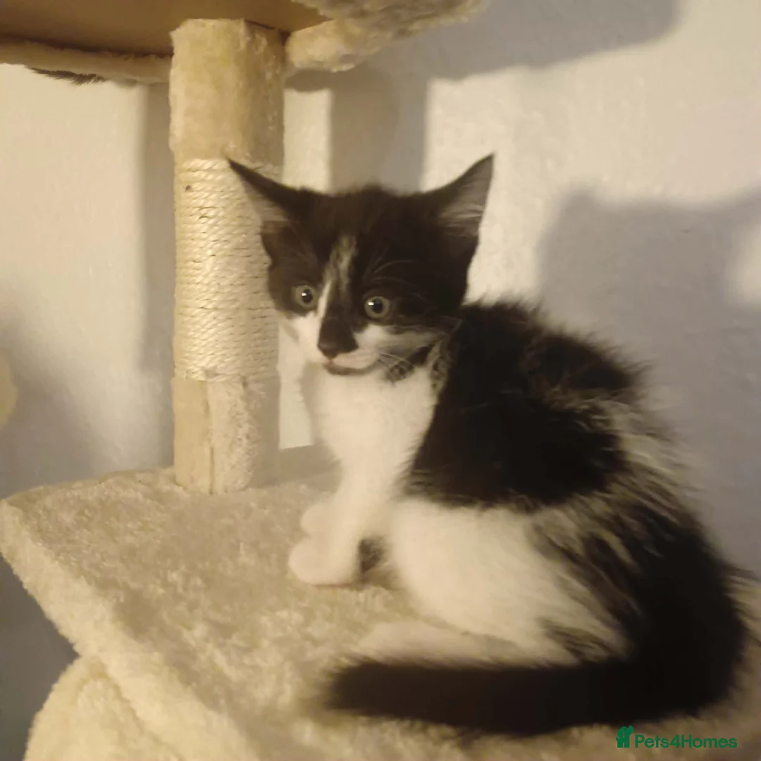 Mixed Breed cats for sale: Gorgeous kitten  - Advert 5