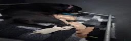 Labrador Retriever dogs for sale: 🐶STUNNING LABRADOR PUPPIES 🐶 - Advert 11